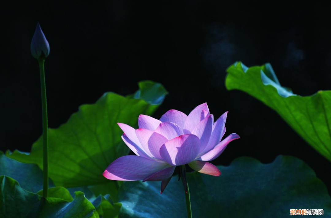 赞美荷花的诗句 赞美荷花最出名的诗句