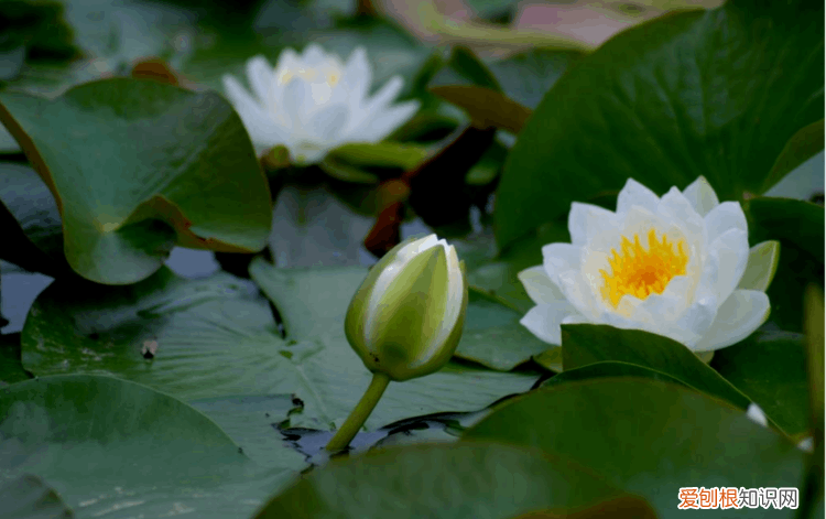 赞美荷花的诗句 赞美荷花最出名的诗句