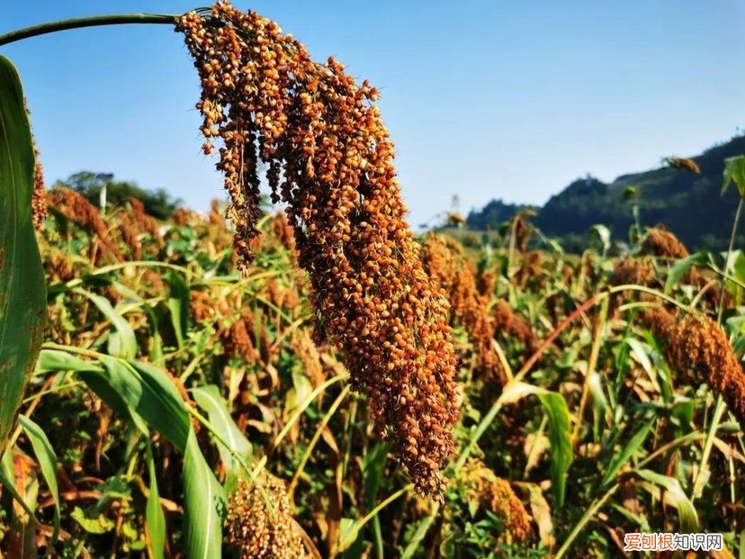 五谷具体是哪5种粮食 五谷杂粮是哪5种