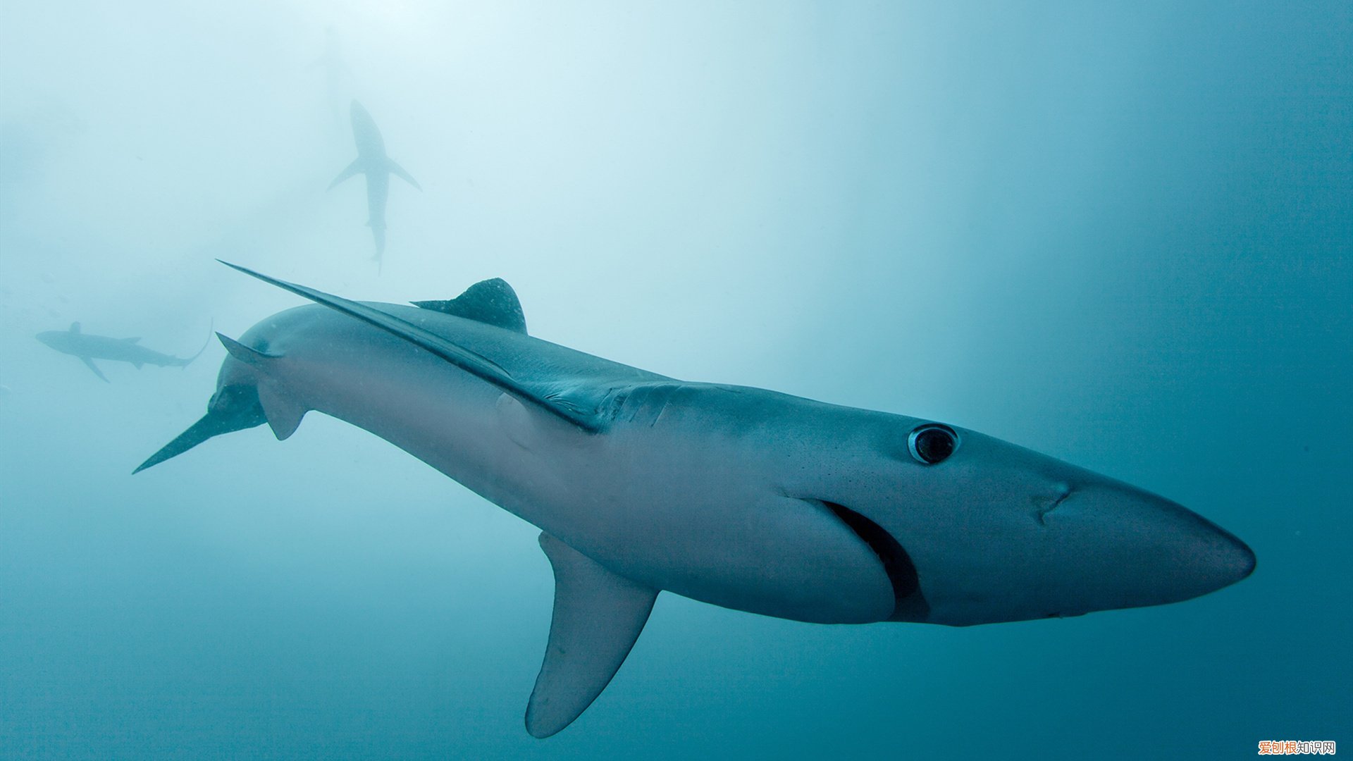 红姨为什么吓人 红姨是真的吗