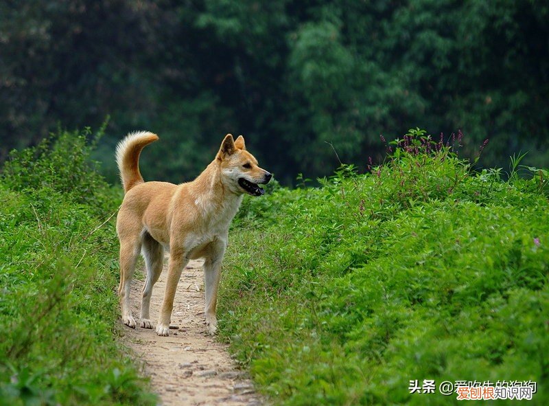 一般的土狗能活多少年 狗的寿命一般多长