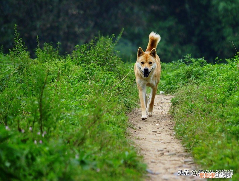 一般的土狗能活多少年 狗的寿命一般多长