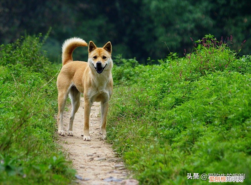 一般的土狗能活多少年 狗的寿命一般多长
