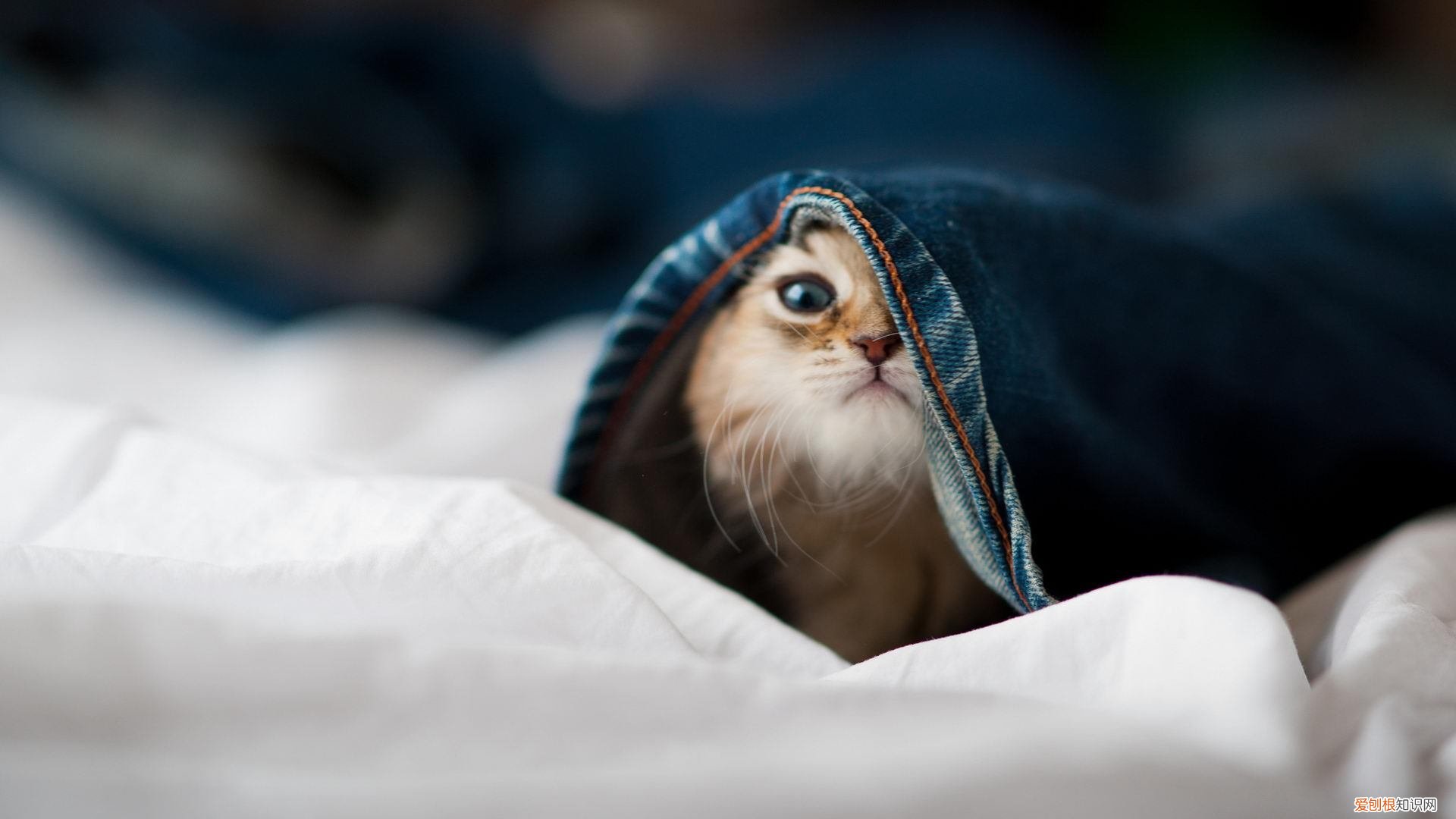 哈利波特死了8个演员分别是谁 哈利波特哪些演员离世