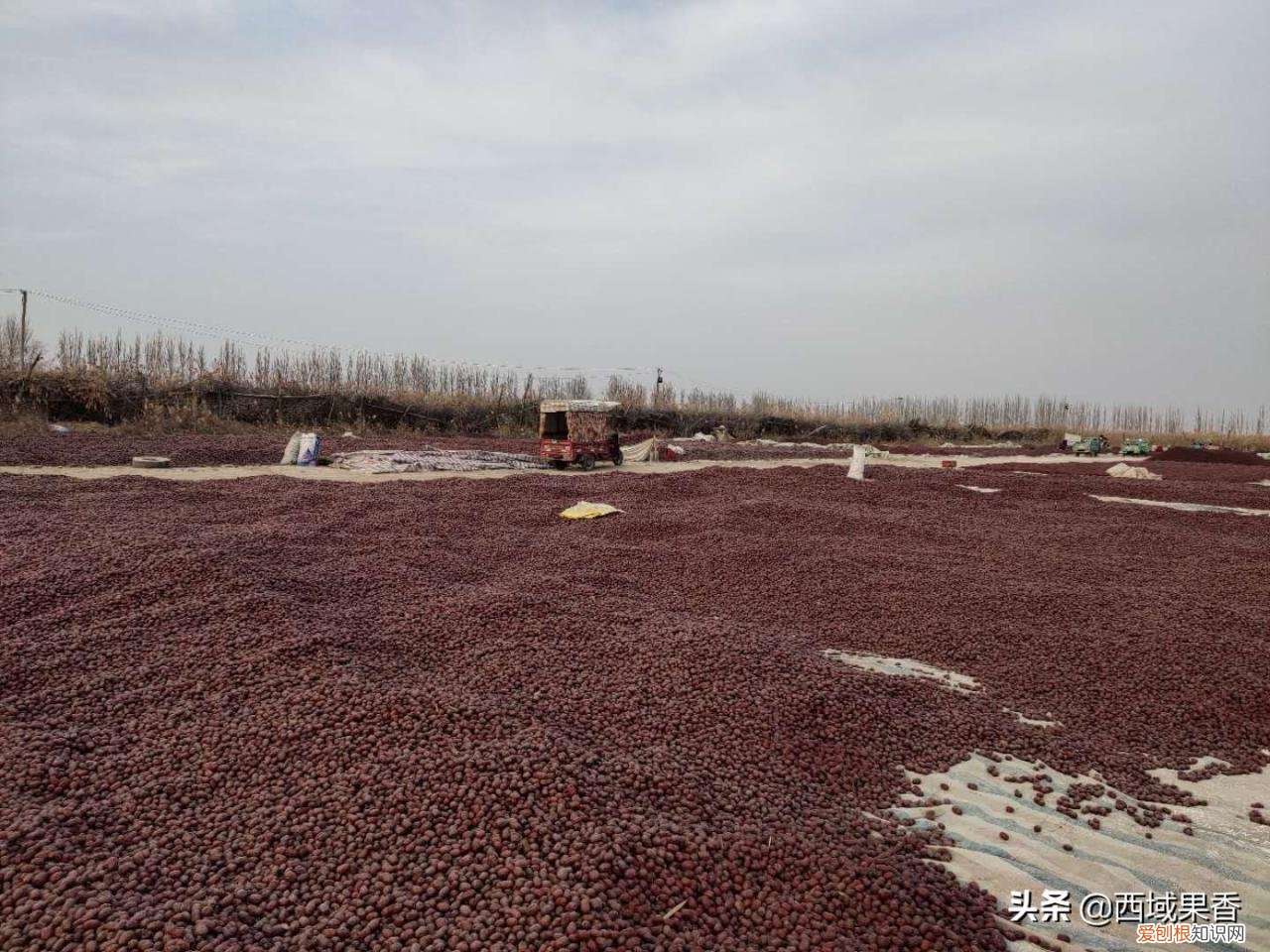 新疆灰枣的功效与作用