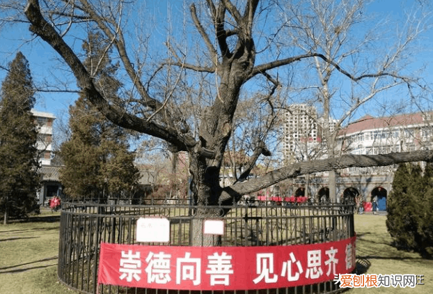 枣树不能对着门和窗 家中为何不能种枣树