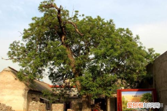 枣树不能对着门和窗 家中为何不能种枣树