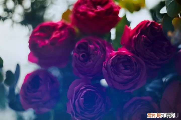 KAIYOU河北彩花写真 河北彩花新作写真