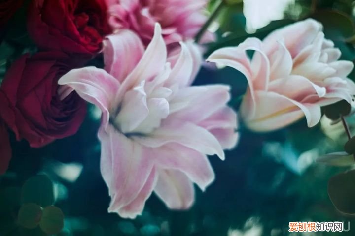 KAIYOU河北彩花写真 河北彩花新作写真