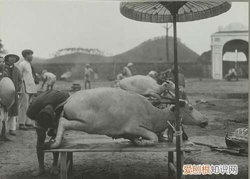 牛的生命属于国家——在古代吃牛肉是违法的 沉迷于玩耍