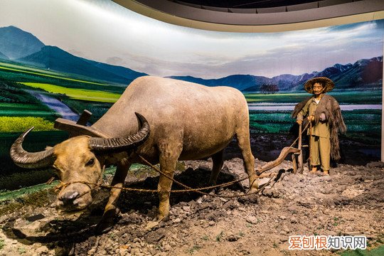 牛的生命属于国家——在古代吃牛肉是违法的 沉迷于玩耍