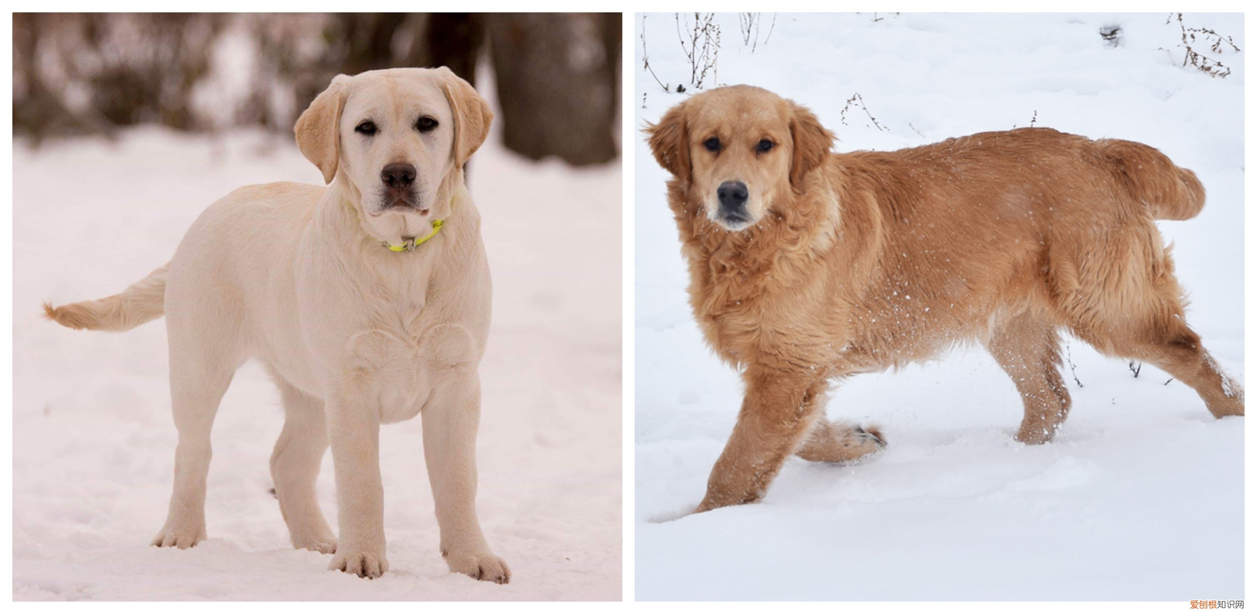 拉布拉多和金毛哪个好养一点 拉布拉多和金毛的区别