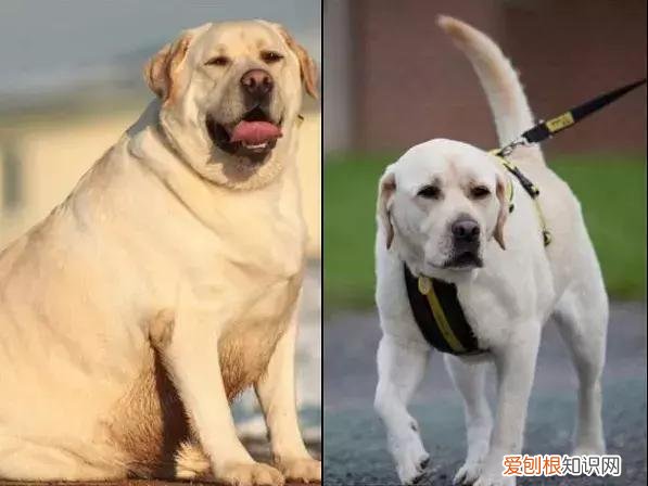 拉布拉多和金毛哪个好养一点 拉布拉多和金毛的区别