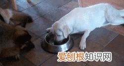 拉布拉多和金毛哪个好养一点 拉布拉多和金毛的区别