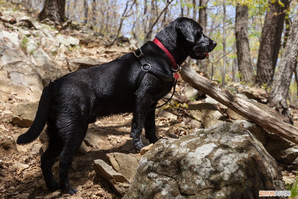 拉布拉多和金毛哪个好养一点 拉布拉多和金毛的区别