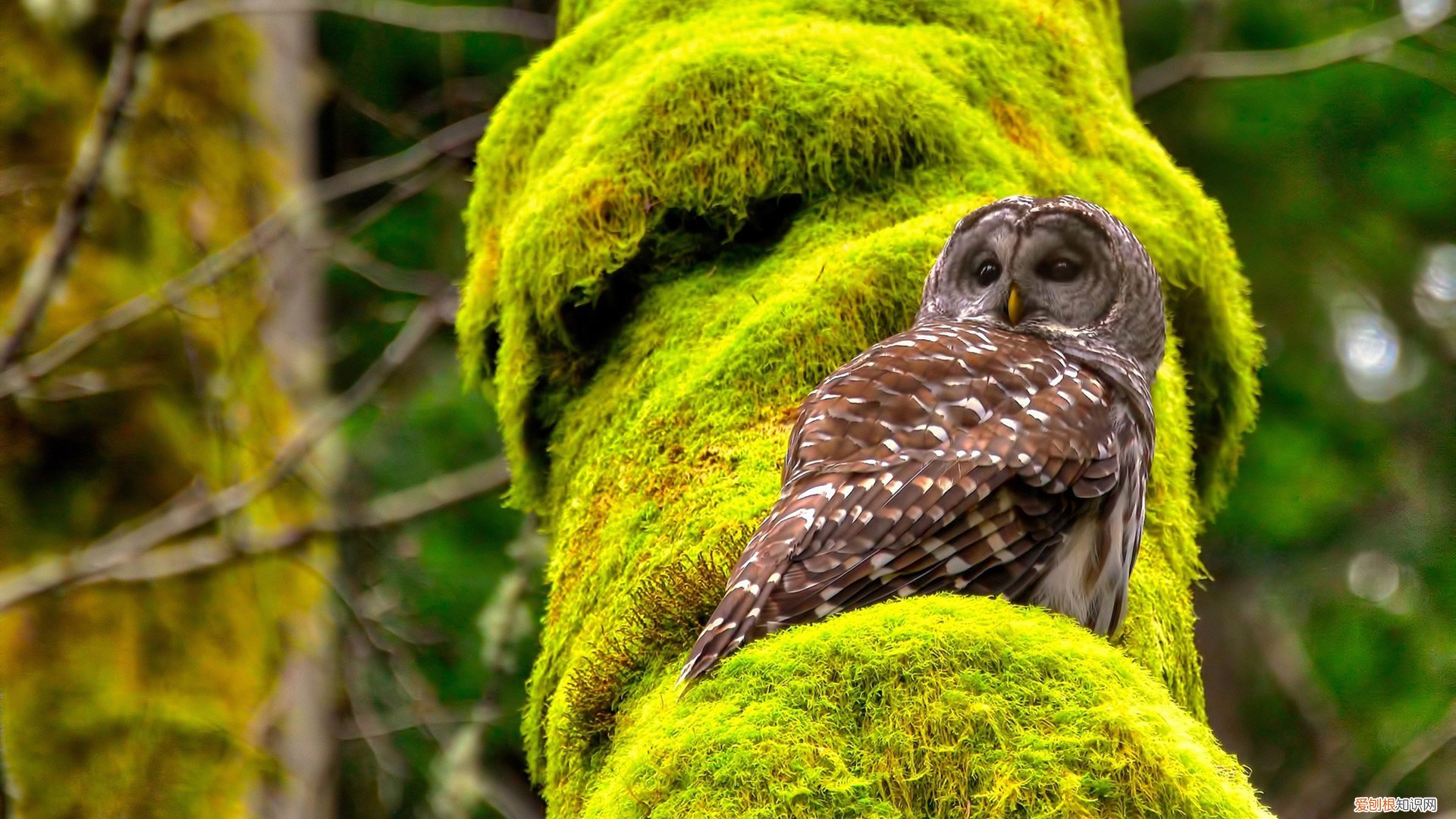 只有一个老婆,那就是小舞 唐三最后娶了几个老婆