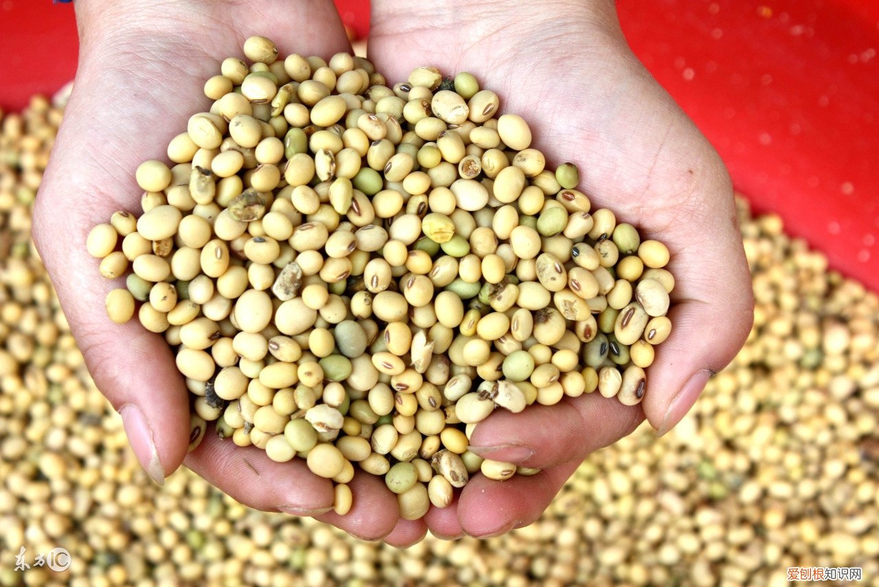 孕妇吃的豆制品有哪些食物 豆制品有哪些食物