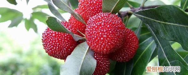 杨梅的季节是几月份 杨梅几月份成熟