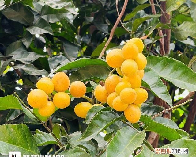 炎炎夏日最适合吃的五种水果,夏季九种清火消暑时令水果