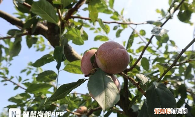 炎炎夏日最适合吃的五种水果,夏季九种清火消暑时令水果