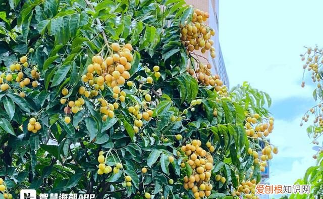 炎炎夏日最适合吃的五种水果,夏季九种清火消暑时令水果