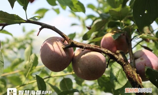 炎炎夏日最适合吃的五种水果,夏季九种清火消暑时令水果