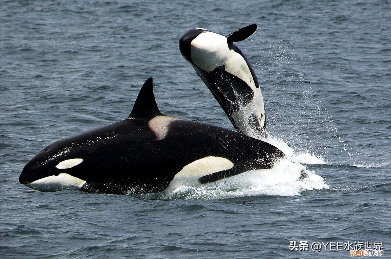 克柔龙生活在哪个世纪 克柔龙生活在什么时期