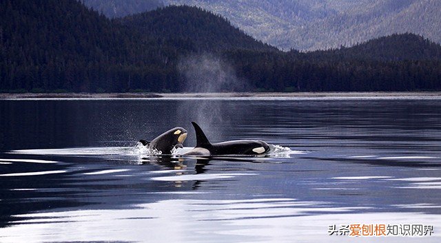 克柔龙生活在哪个世纪 克柔龙生活在什么时期