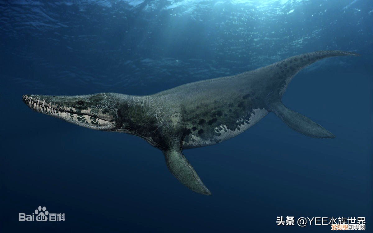 克柔龙生活在哪个世纪 克柔龙生活在什么时期