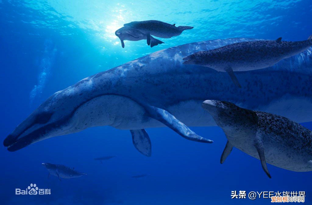 克柔龙生活在哪个世纪 克柔龙生活在什么时期