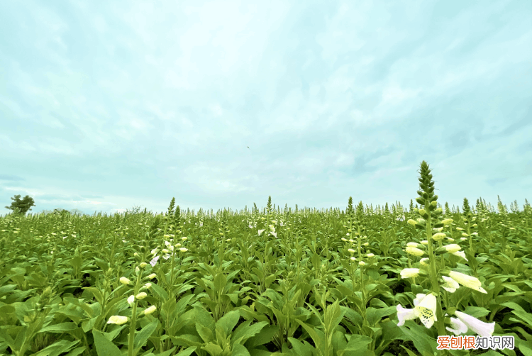 杭州周边自驾游哪些地方推荐 径山花海