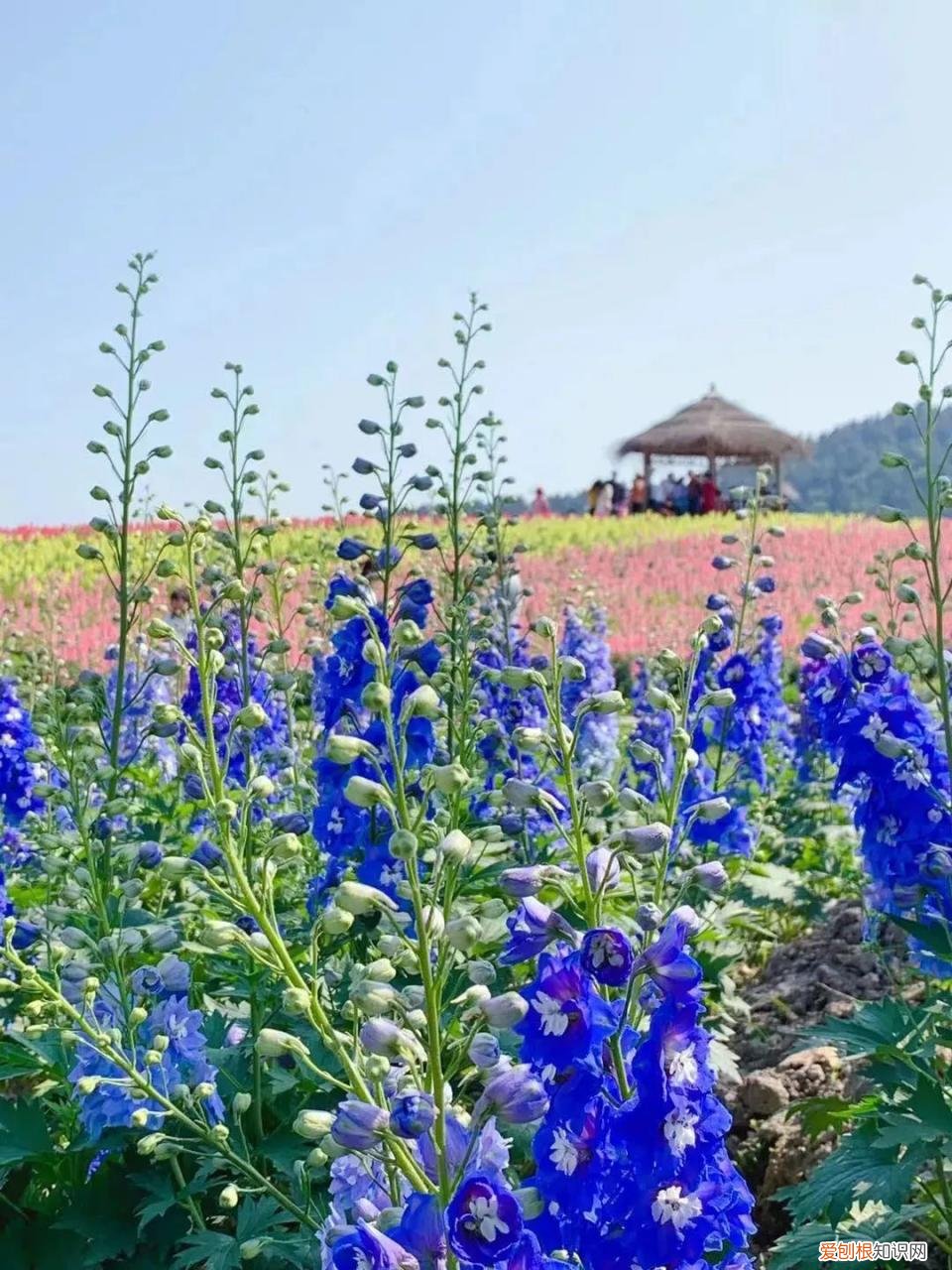 杭州周边自驾游哪些地方推荐 径山花海