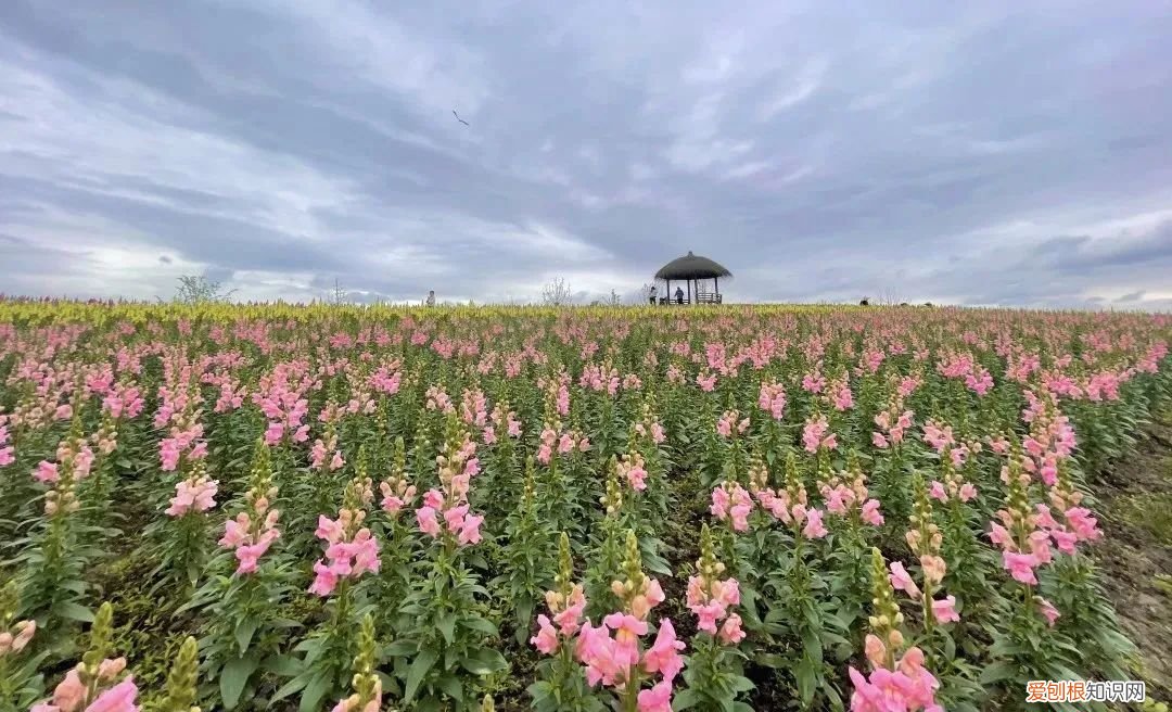 杭州周边自驾游哪些地方推荐 径山花海