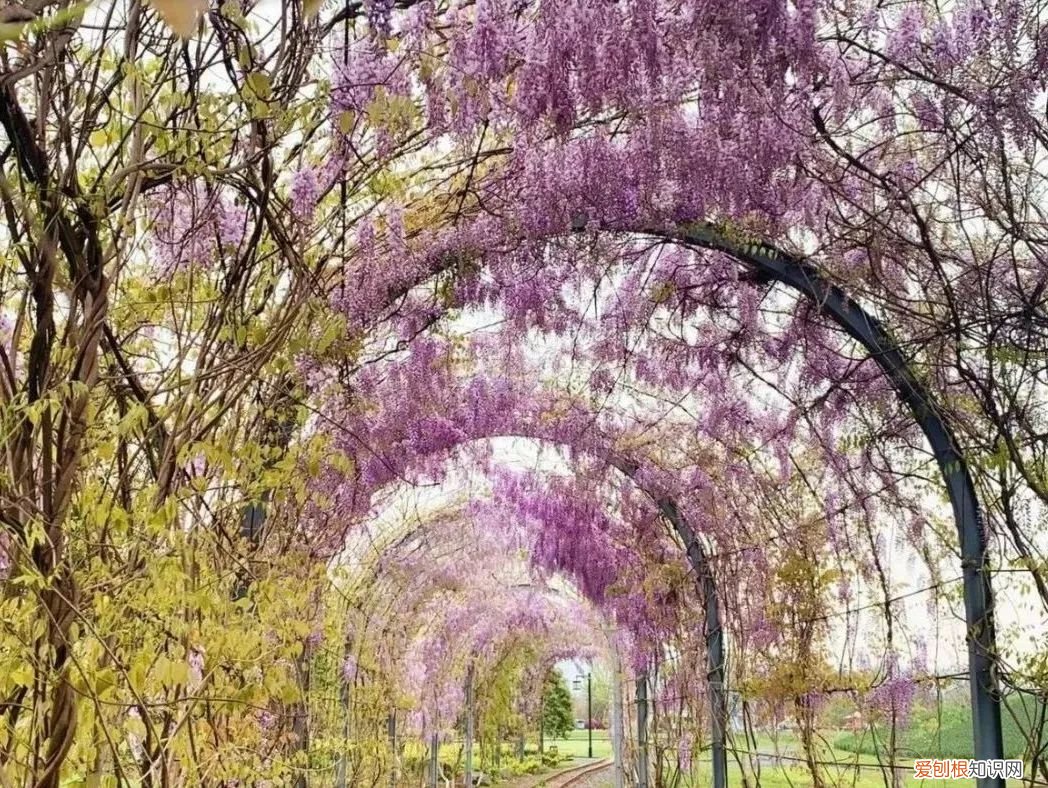 杭州周边自驾游哪些地方推荐 径山花海