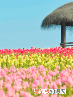 杭州周边自驾游哪些地方推荐 径山花海