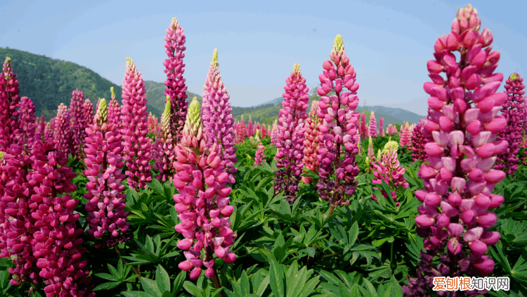 杭州周边自驾游哪些地方推荐 径山花海