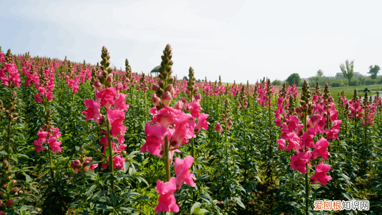 杭州周边自驾游哪些地方推荐 径山花海
