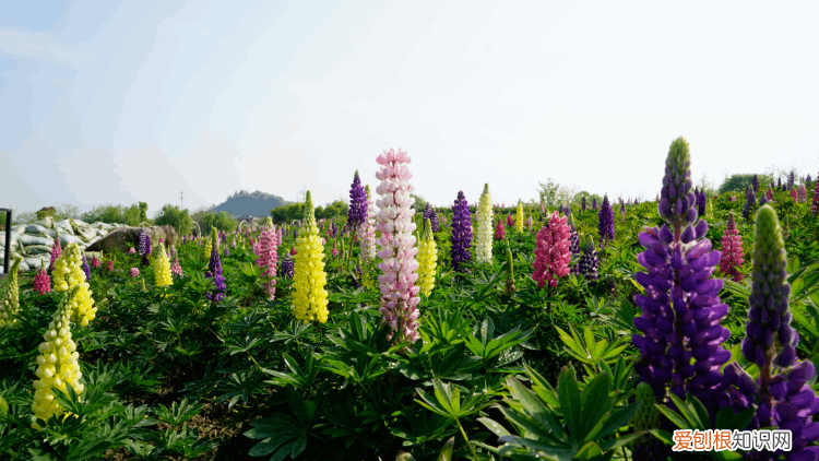 杭州周边自驾游哪些地方推荐 径山花海