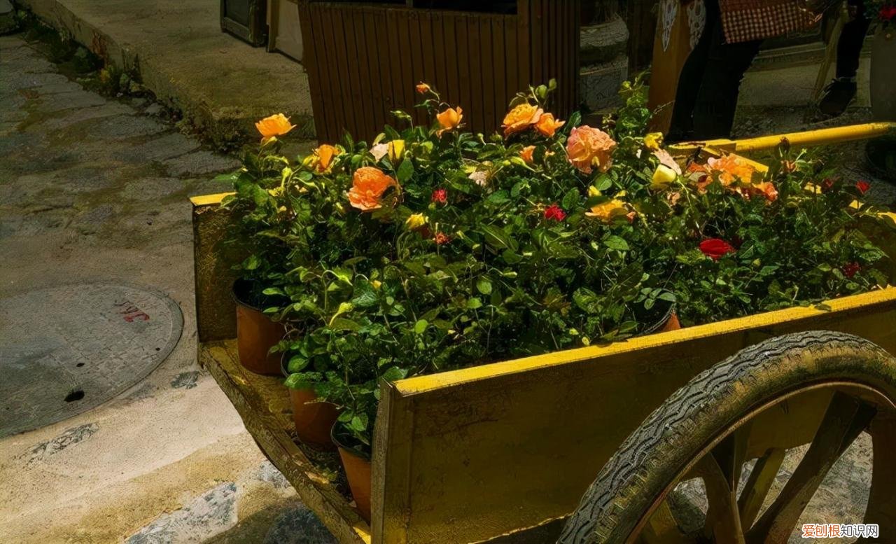 自驾游十一去哪玩比较好 国庆节值得打卡的四个地方