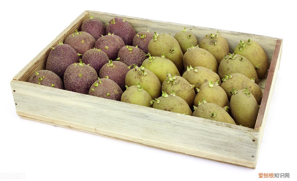 长牙变绿的土豆可以吃吗 土豆上有绿色的小芽能吃吗