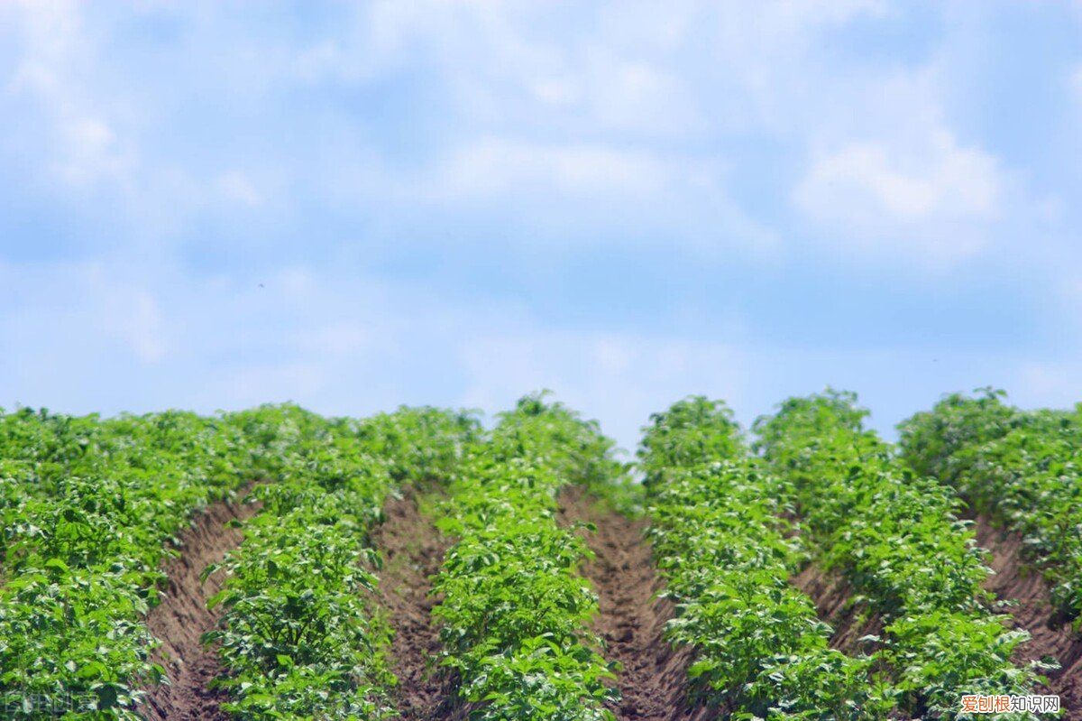长牙变绿的土豆可以吃吗 土豆上有绿色的小芽能吃吗