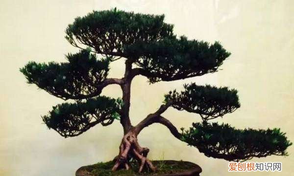 直杆罗汉松怎样弯造型，一米多直杆罗汉松怎么造型