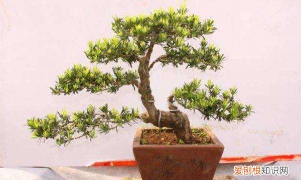 直杆罗汉松怎样弯造型，一米多直杆罗汉松怎么造型