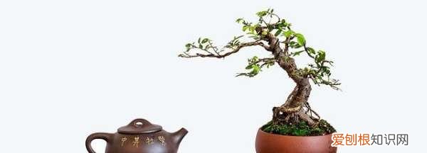 直杆罗汉松怎样弯造型，一米多直杆罗汉松怎么造型