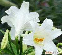 我哥的孩子怎么称呼我是妹妹，哥哥的孩子妹妹应该怎么称呼