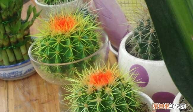 仙人球有什么优美别名,仙人球品种怎么区分 仙人球品种如何区分