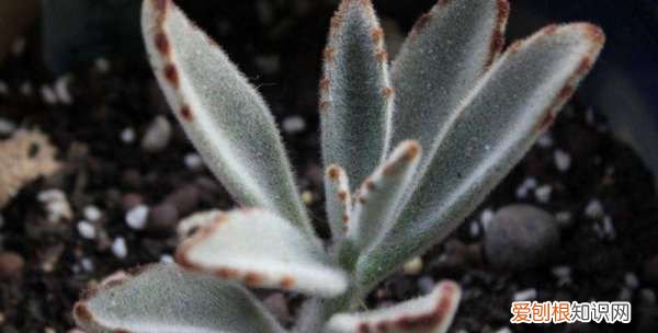 黑兔耳的养殖方法和注意事项 黑兔耳如何养殖