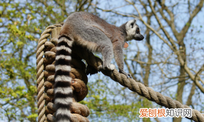 lemur是什么动物 lemur介绍