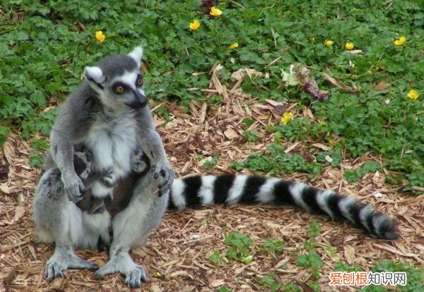 lemur是什么动物 lemur介绍