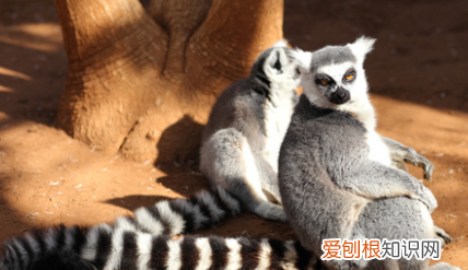 lemur是什么动物 lemur介绍
